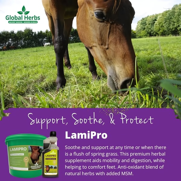 This 1:1 square ad showcases the LamiPro supplement packaging against a high-resolution, tranquil background of a horse grazing in a field.